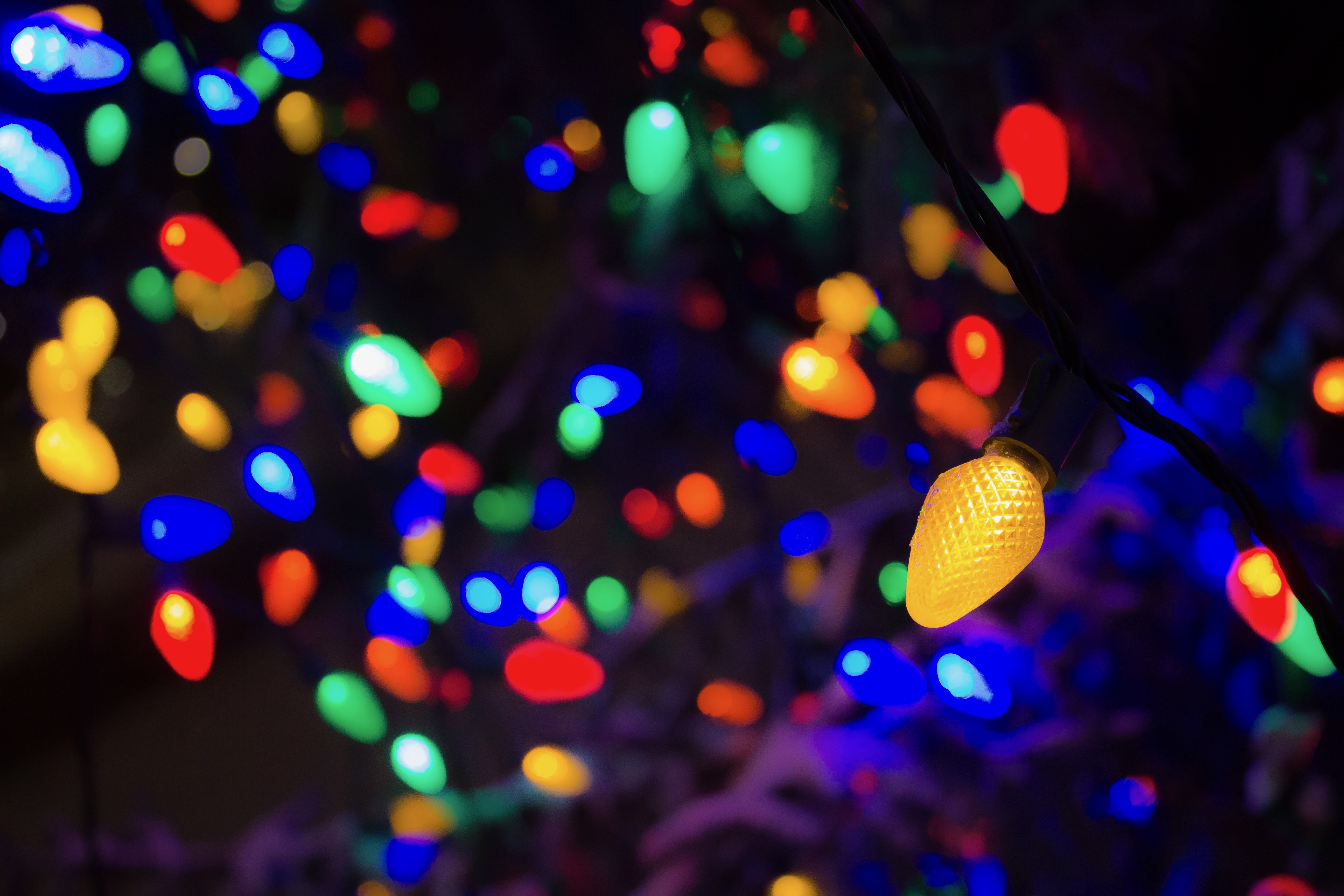 Christmas lights on the tree